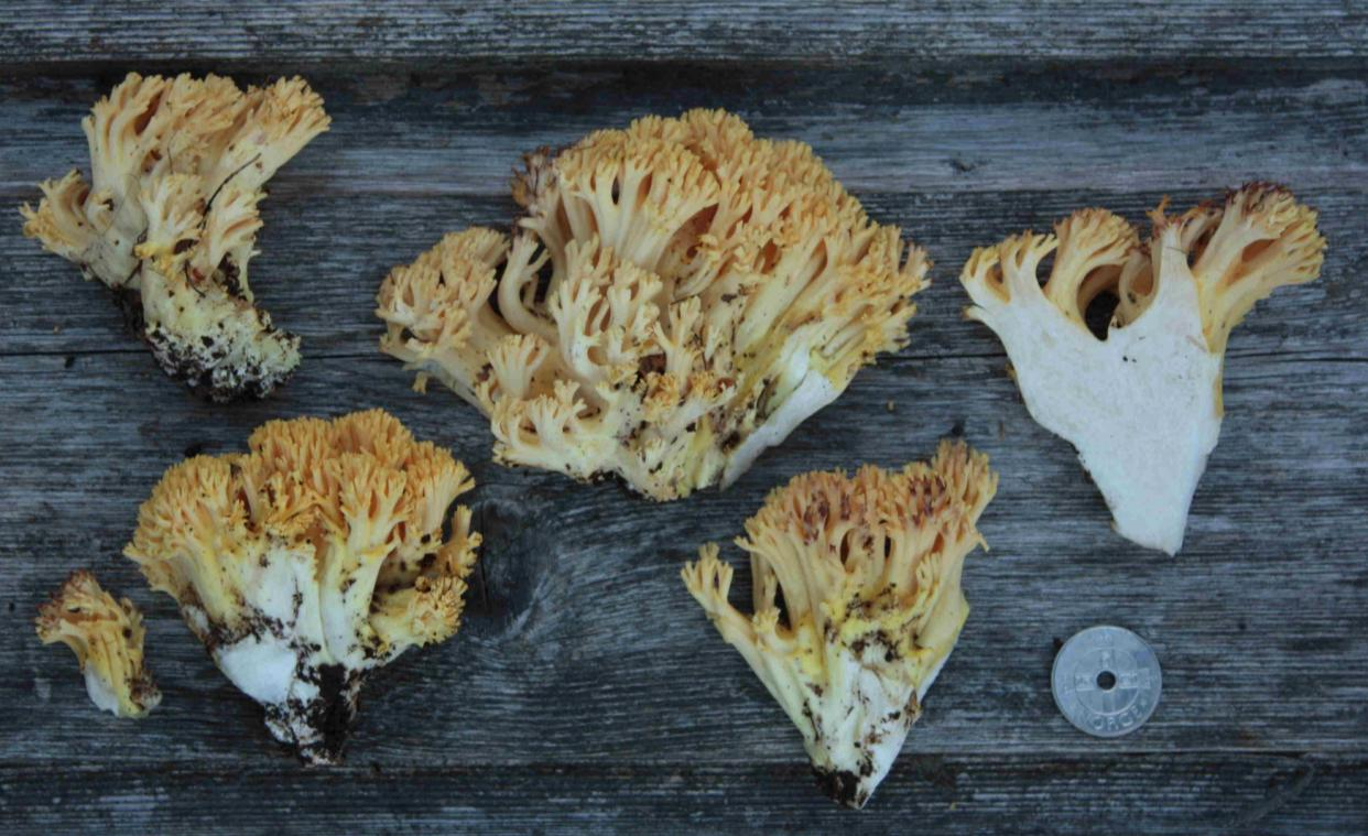 : Ramaria lutea.