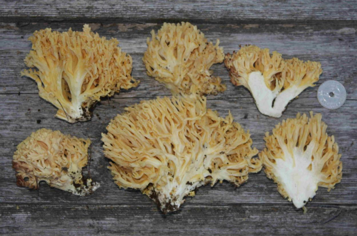 : Ramaria lutea.