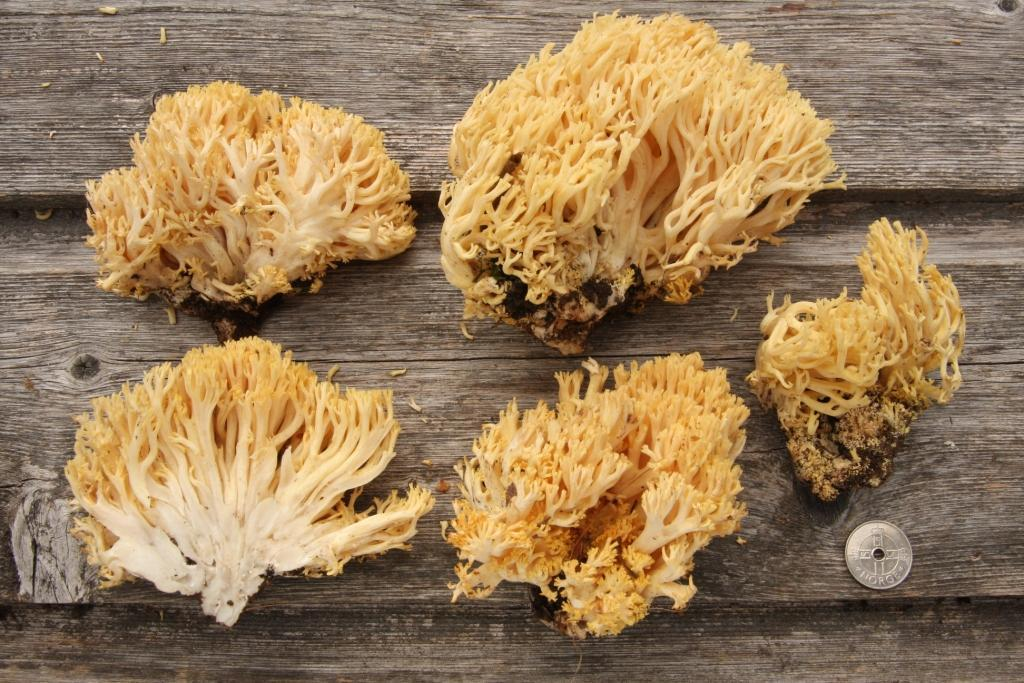 : Ramaria safraniolens.