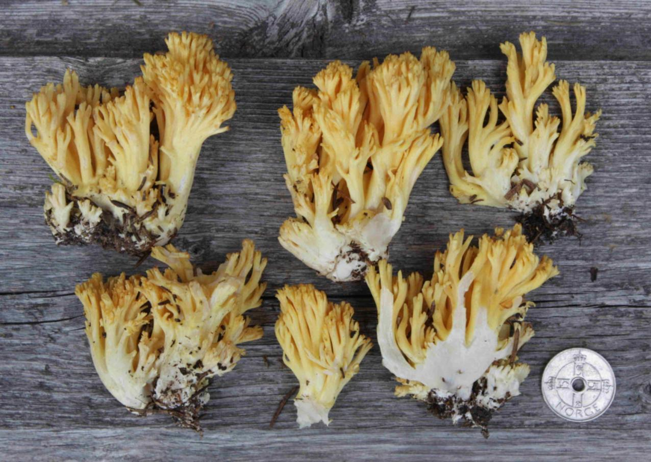 : Ramaria flavoides coll.