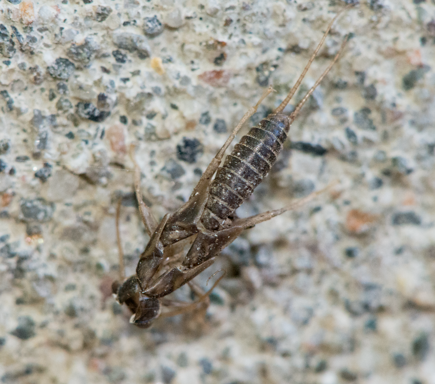 : Plecoptera.