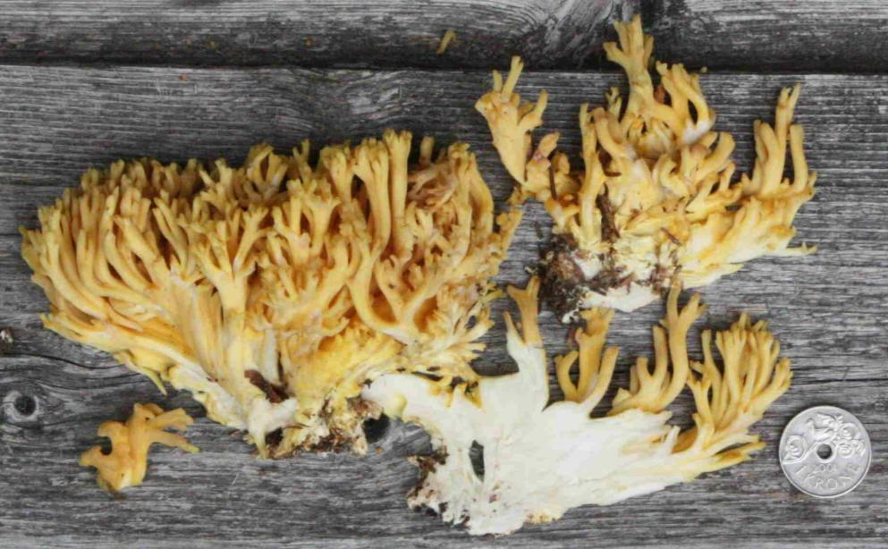 : Ramaria flavoides coll.