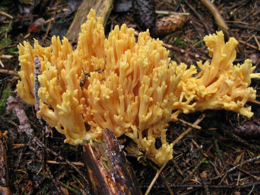 : Ramaria flavoides coll.