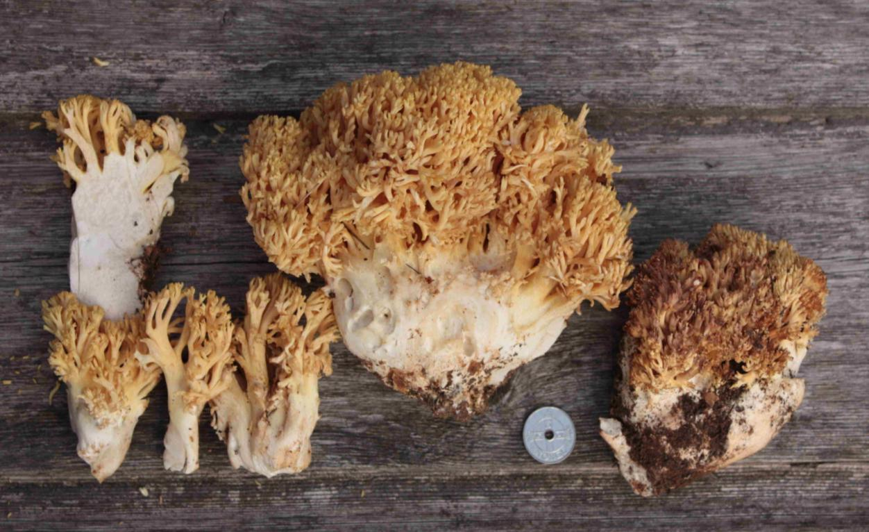 : Ramaria flavescens.