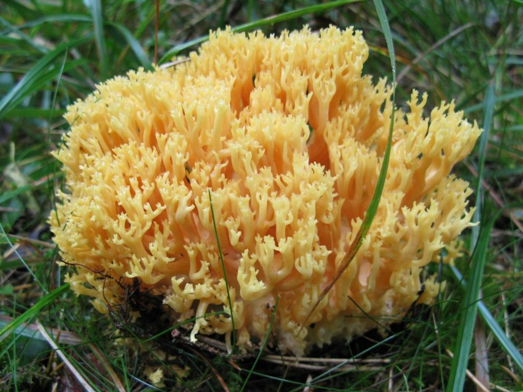 : Ramaria flavescens.