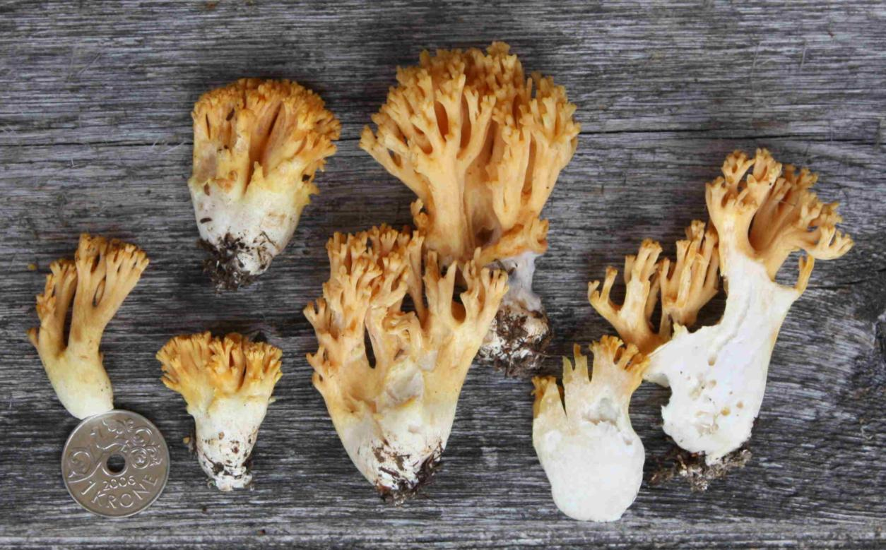 : Ramaria subtilis.