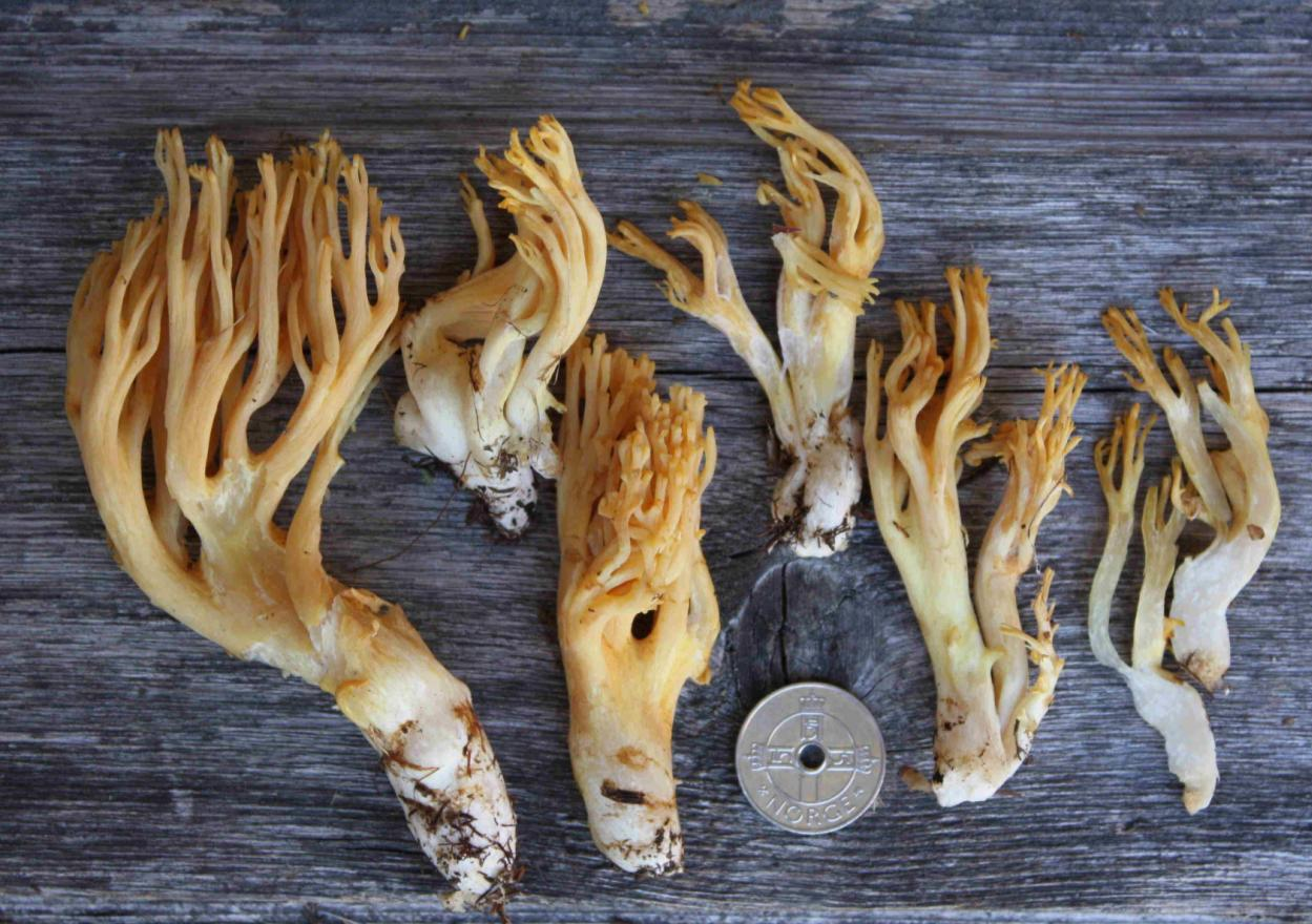 : Ramaria subtilis.