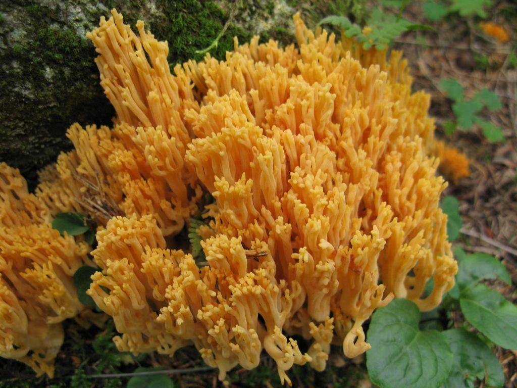 : Ramaria brunneicontusa.