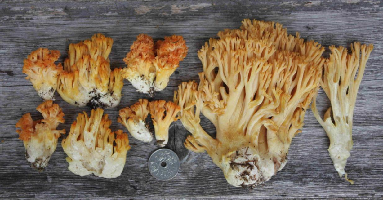 : Ramaria brunneicontusa.