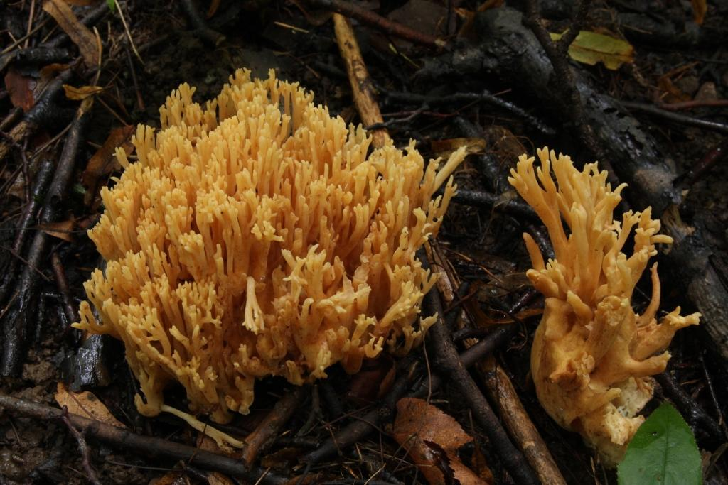 : Ramaria krieglsteineri.