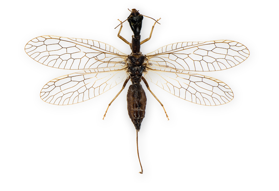 : Raphidioptera.