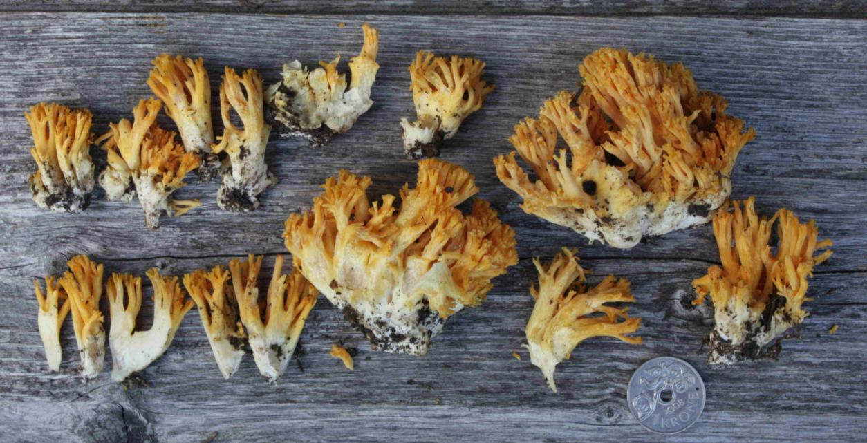 : Ramaria krieglsteineri.