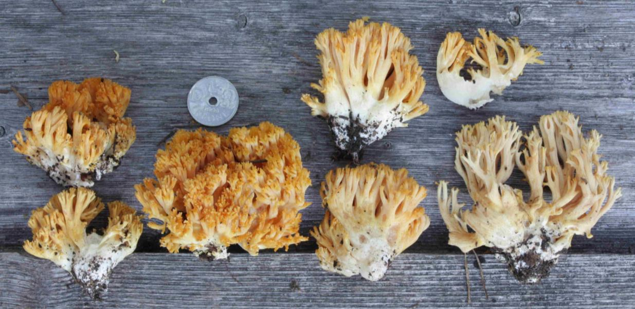 : Ramaria krieglsteineri.