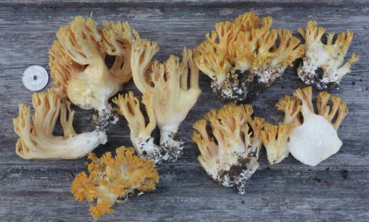 : Ramaria krieglsteineri.