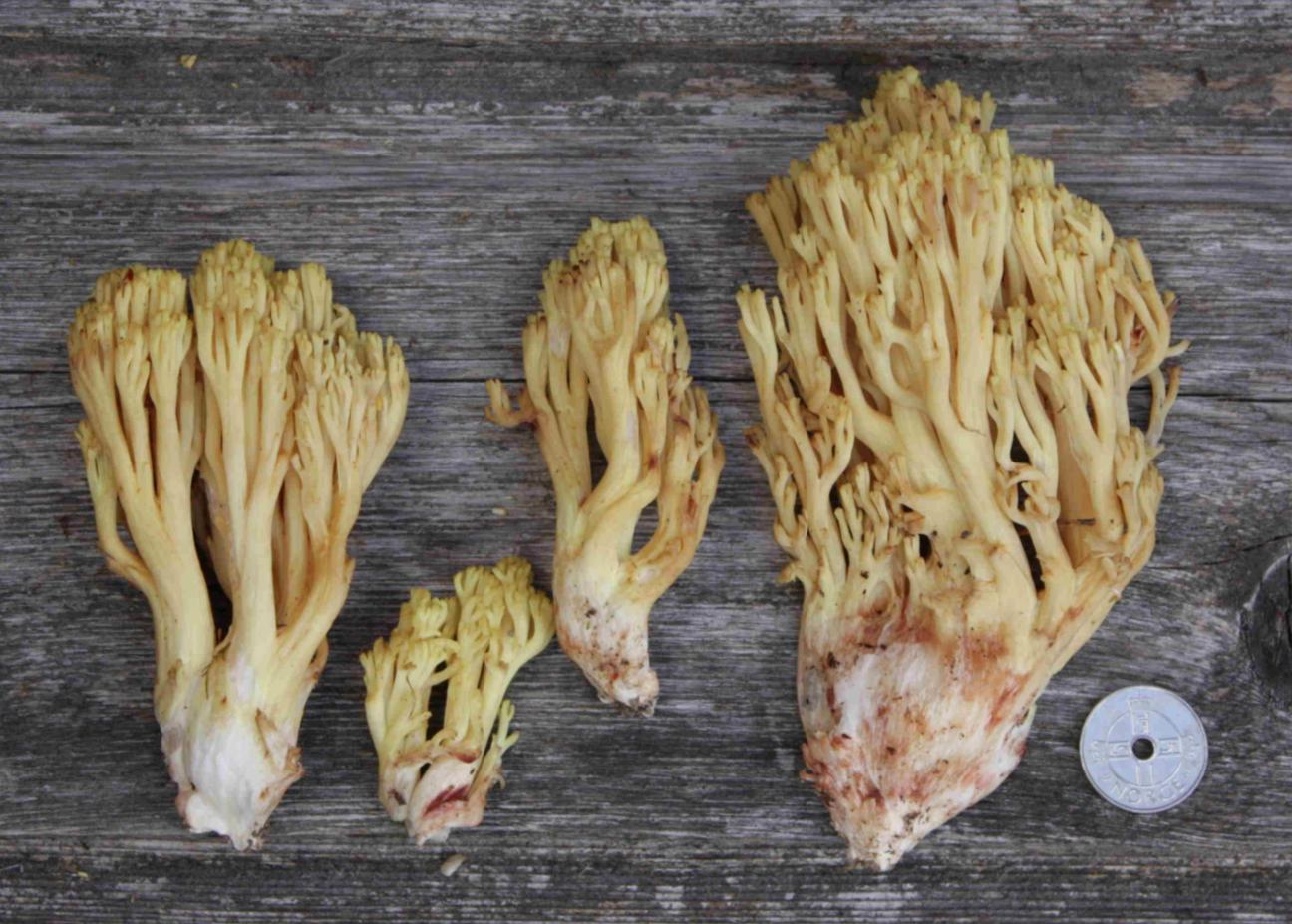 : Ramaria sanguinea.