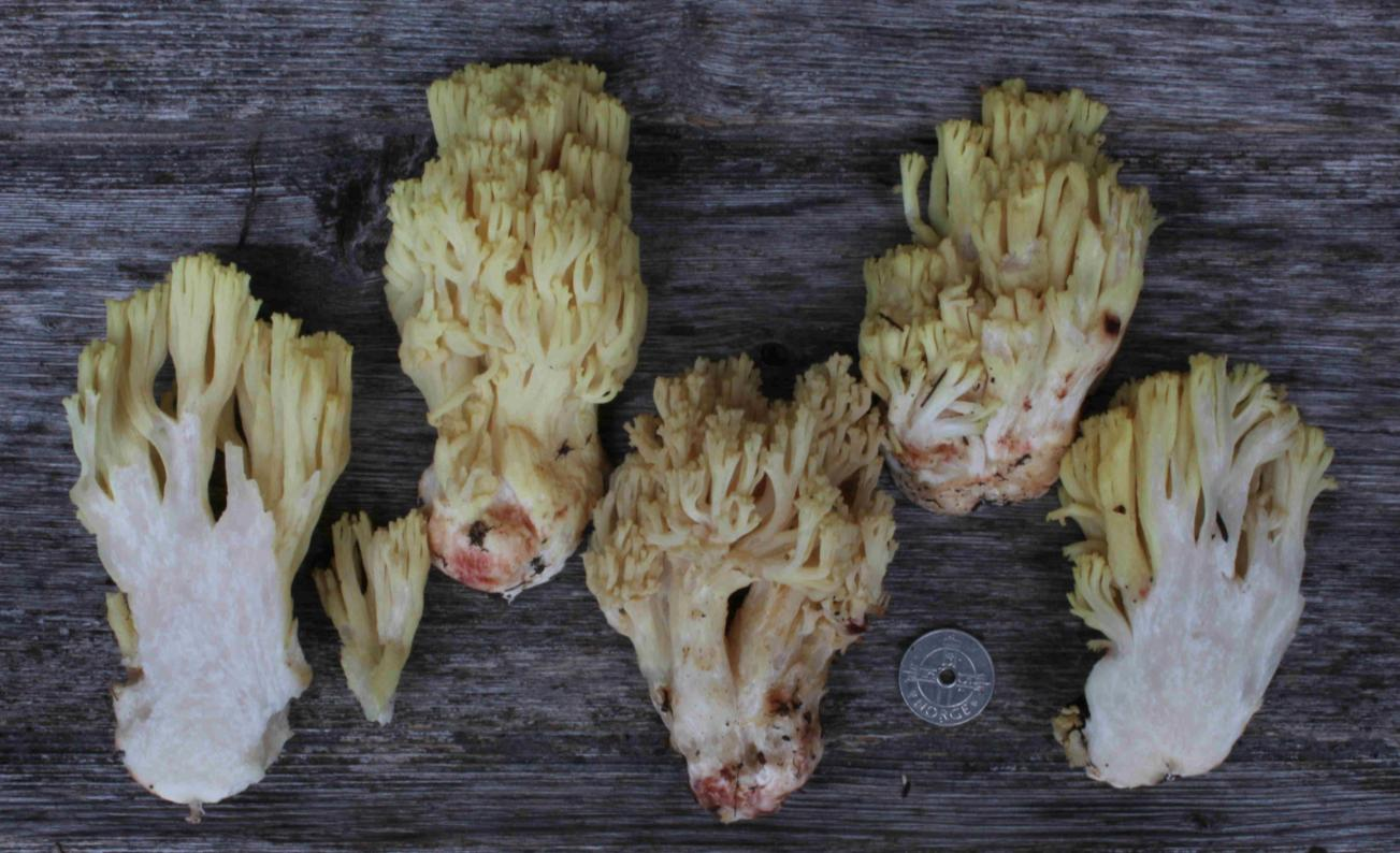 : Ramaria sanguinea.