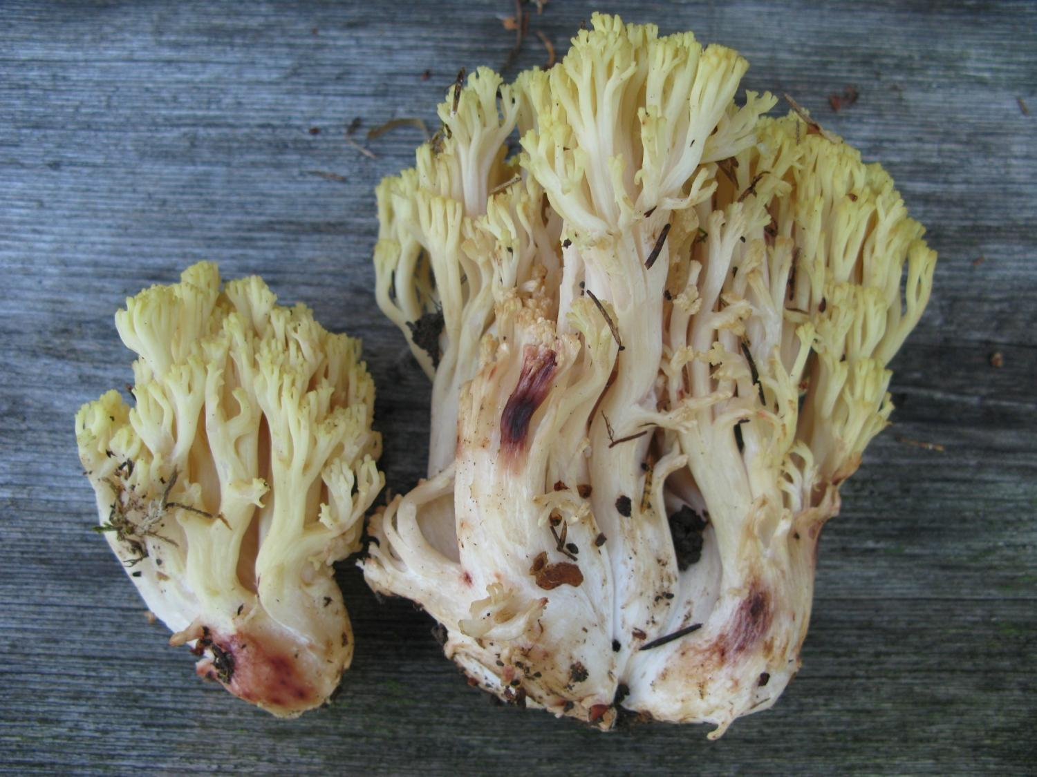 : Ramaria sanguinea.