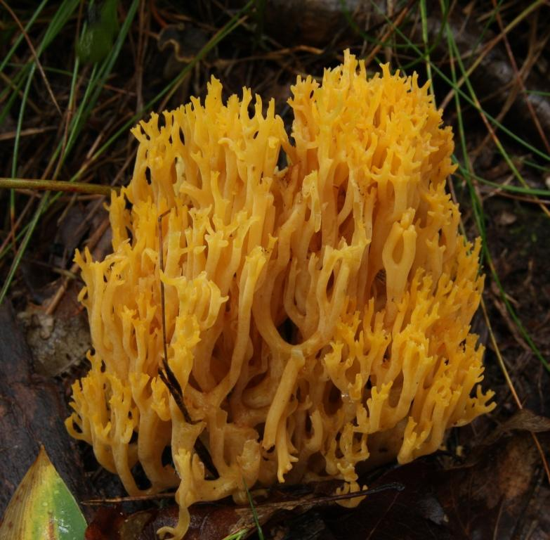 : Ramaria flavobrunnescens.