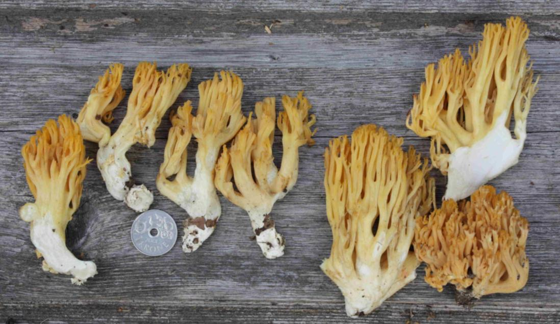 : Ramaria flavobrunnescens.