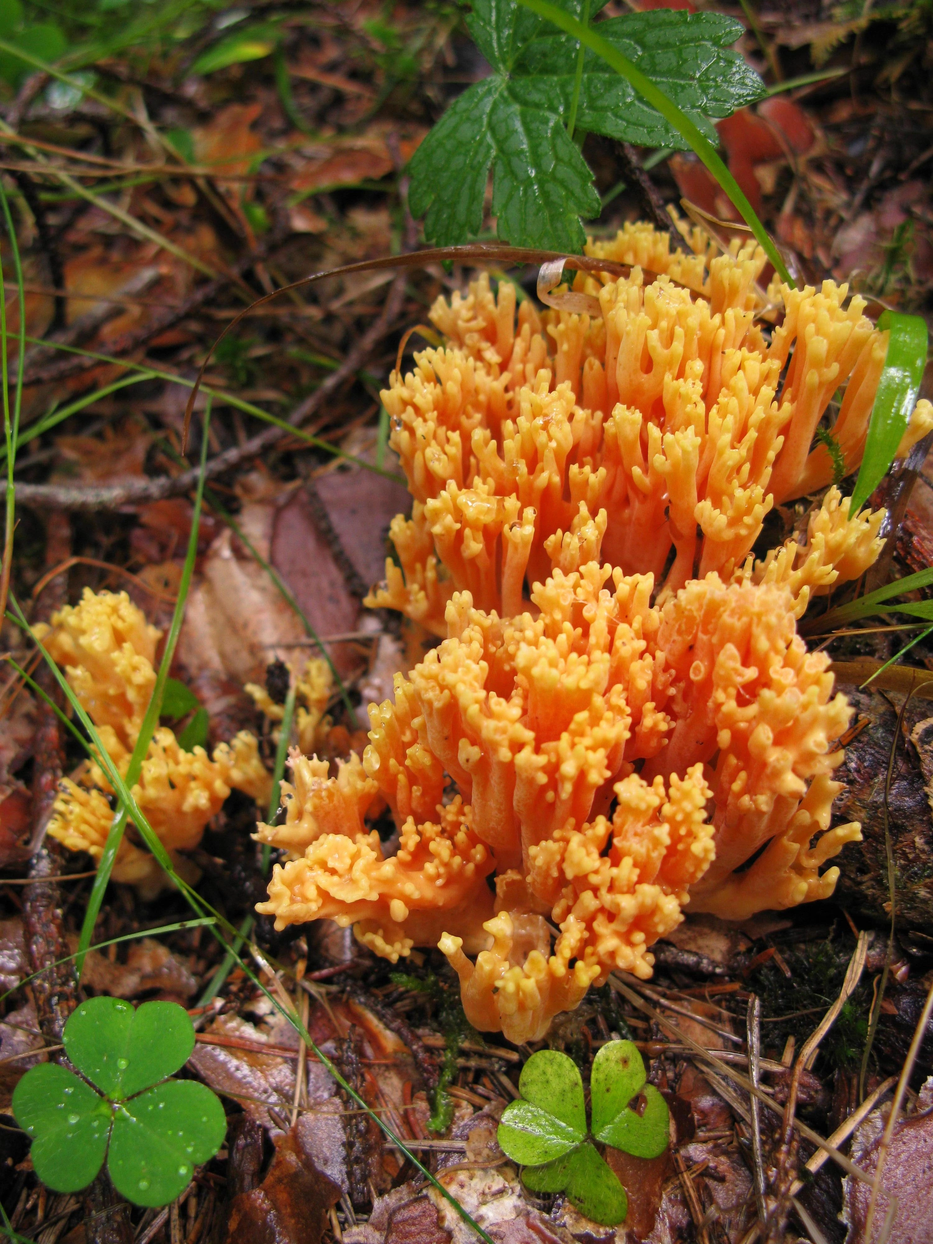 : Ramaria ignicolor.