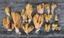 : Ramaria ignicolor.