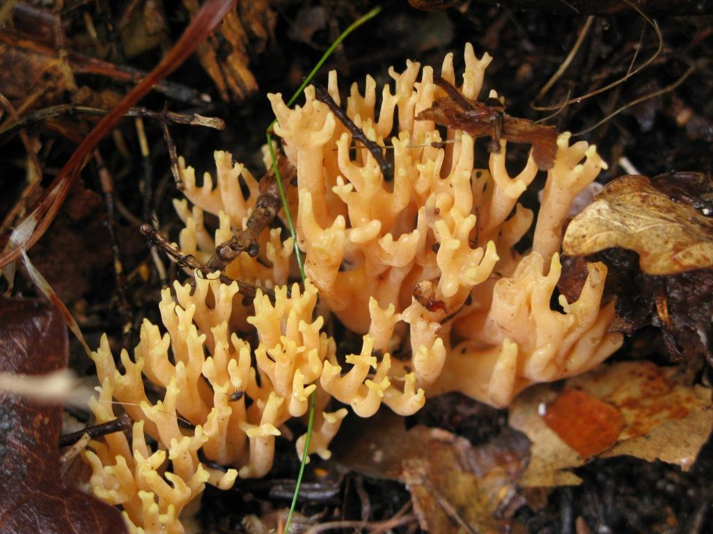 : Ramaria ignicolor.