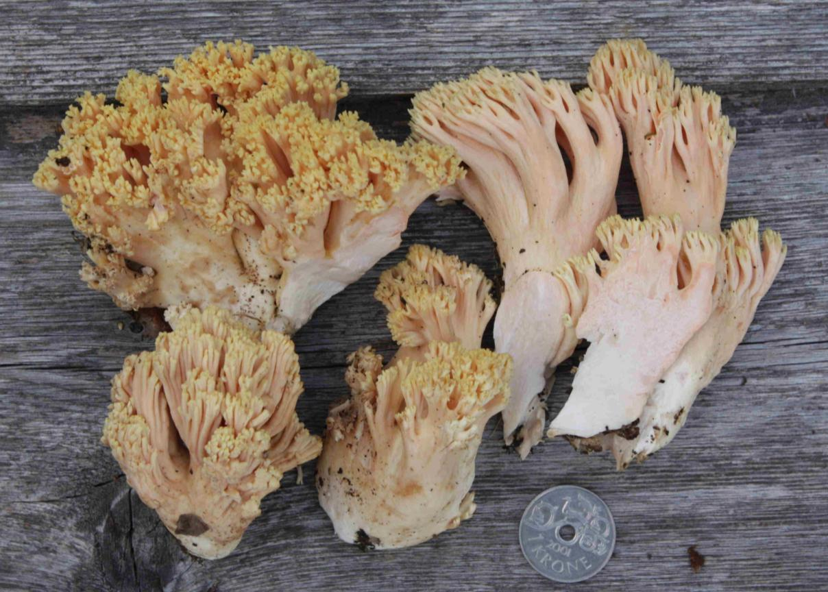 : Ramaria formosa.