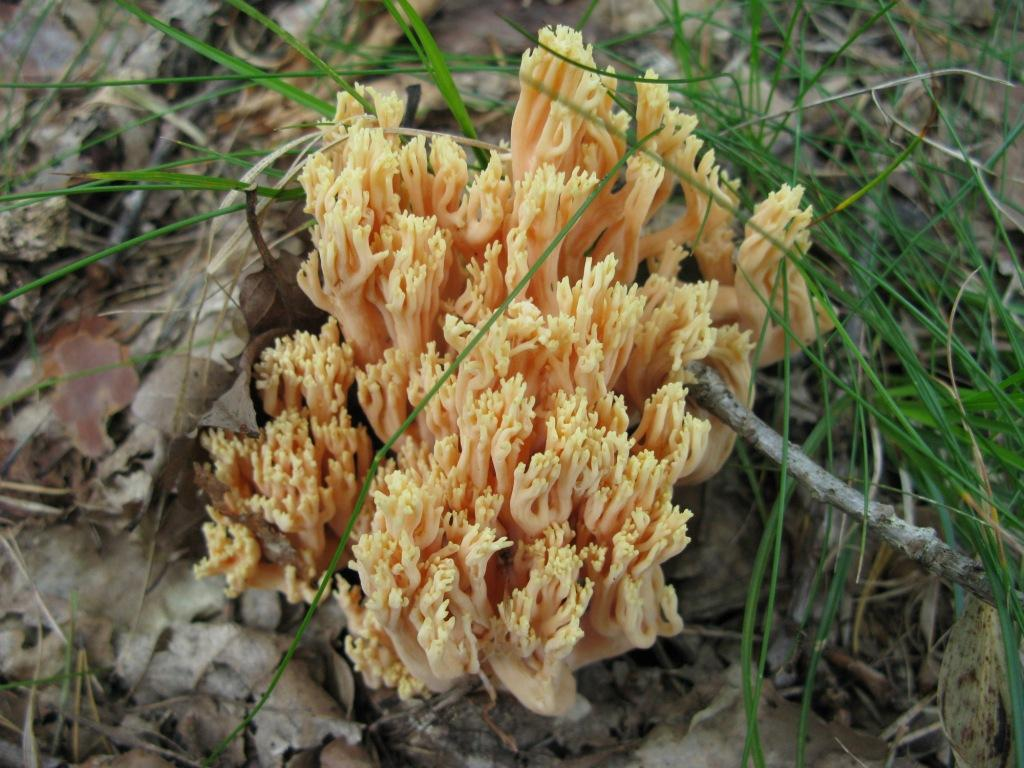 : Ramaria formosa.