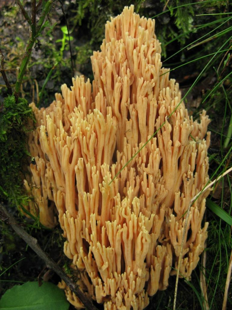 : Ramaria formosa.