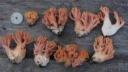 : Ramaria fagetorum.