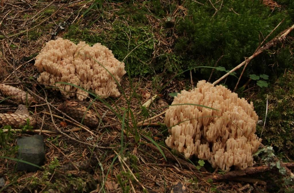 : Ramaria pallida.