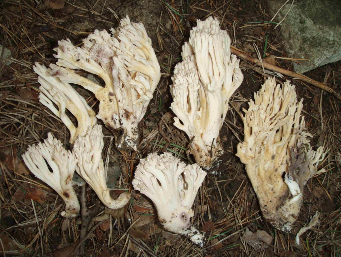 : Ramaria pallida.