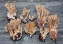 : Ramaria bataillei.