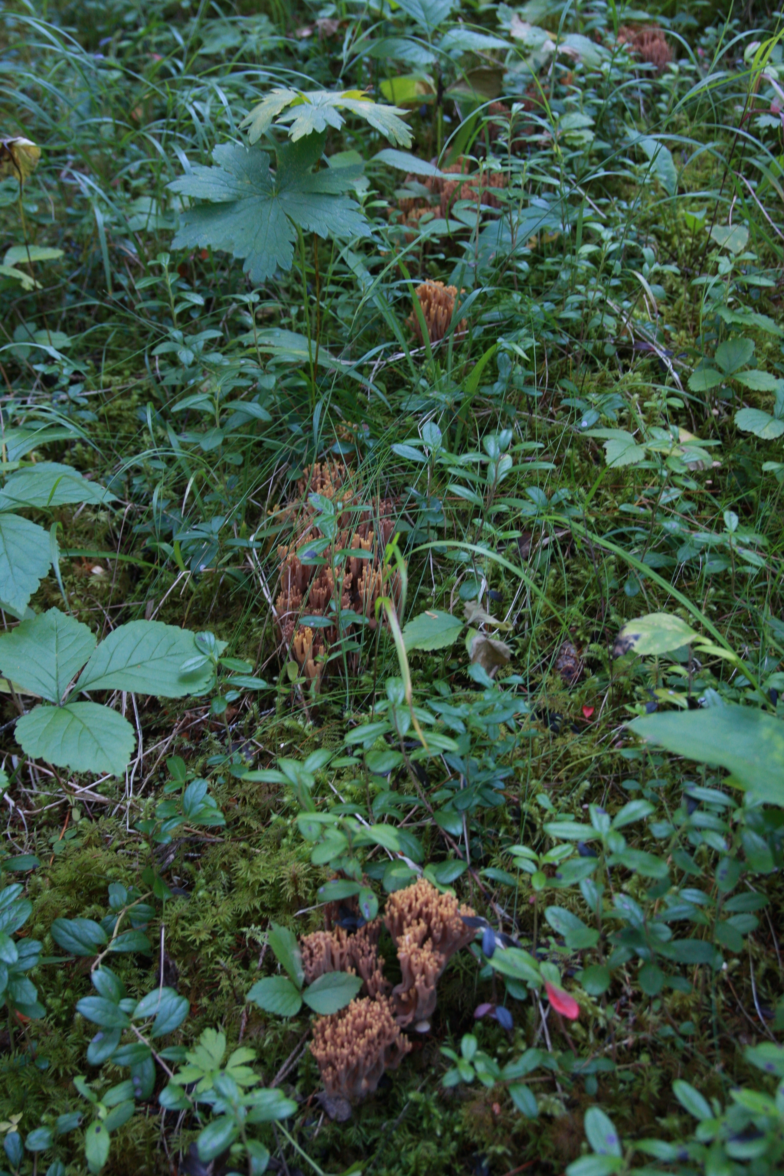 : Ramaria testaceoflava.