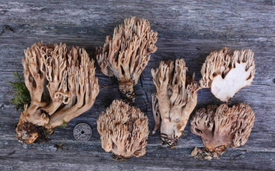 : Ramaria karstenii.