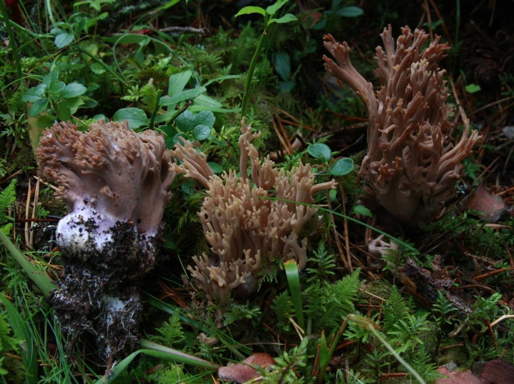 : Ramaria fennica.