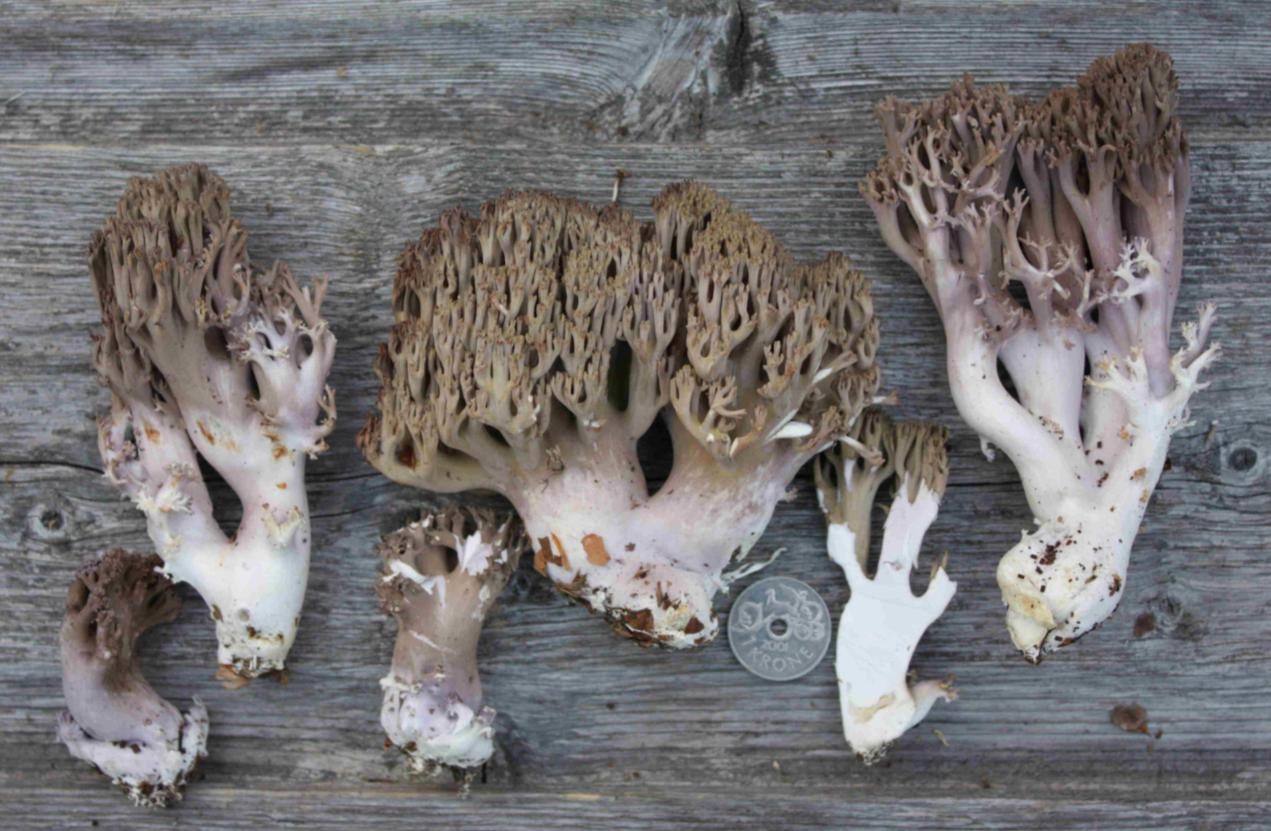 : Ramaria fumigata.