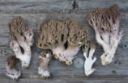 : Ramaria fumigata.