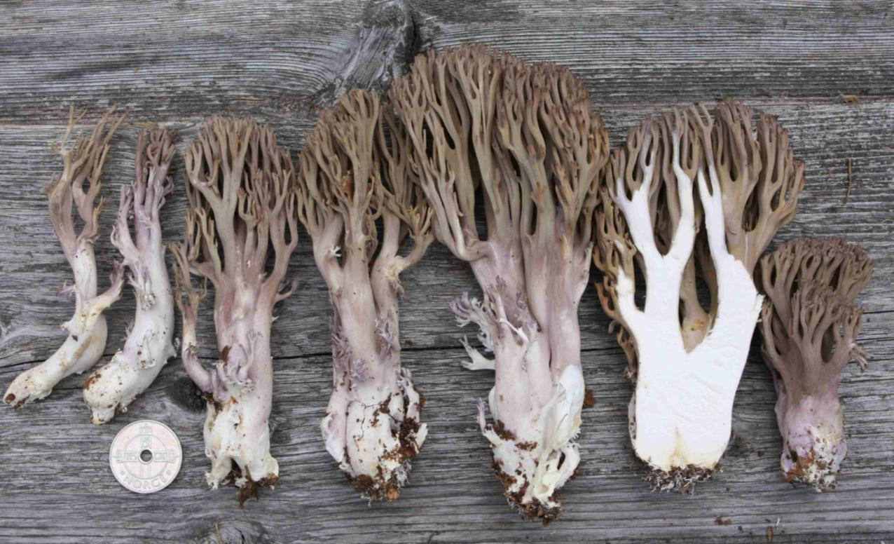 : Ramaria fumigata.