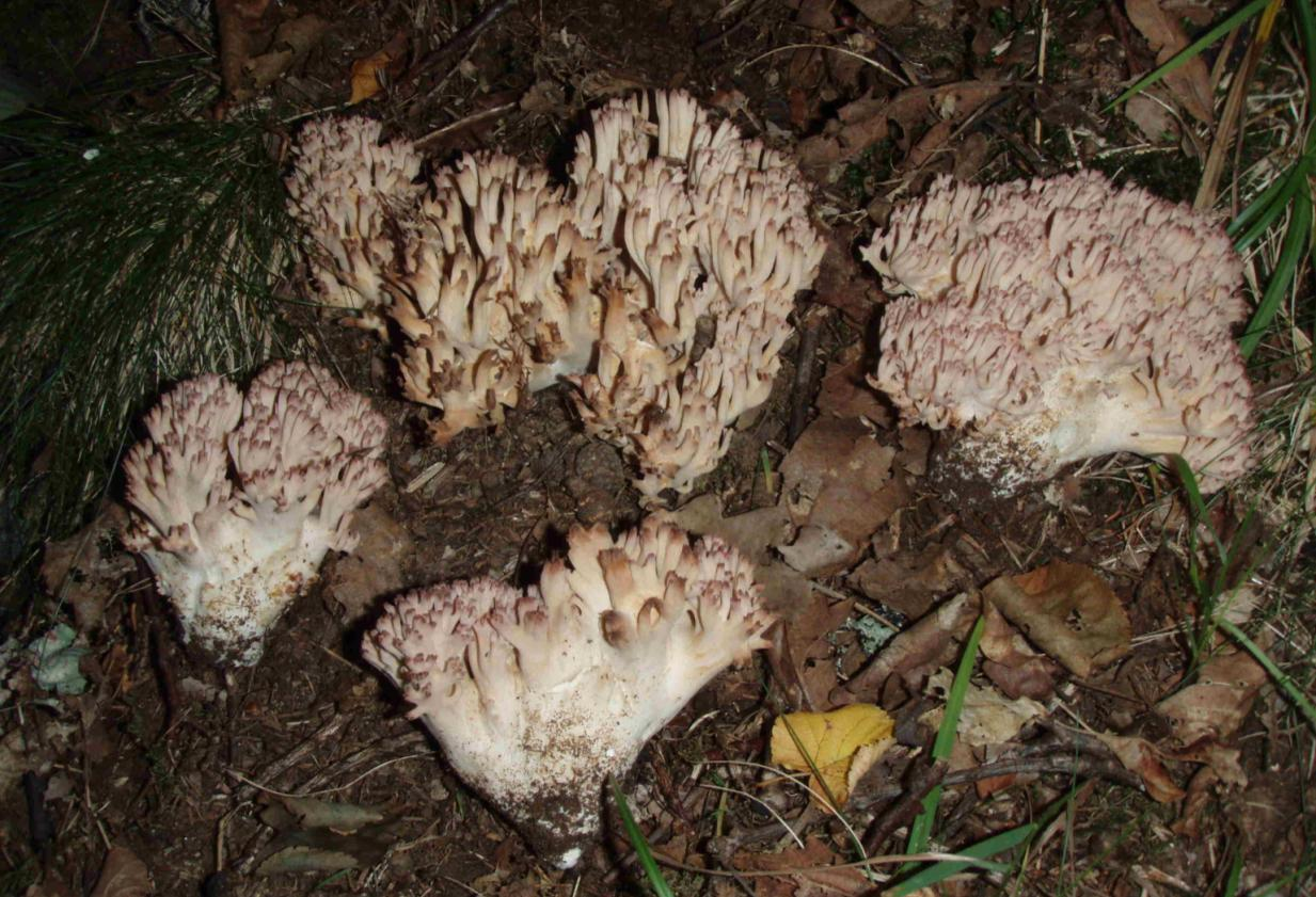 : Ramaria botrytis coll.