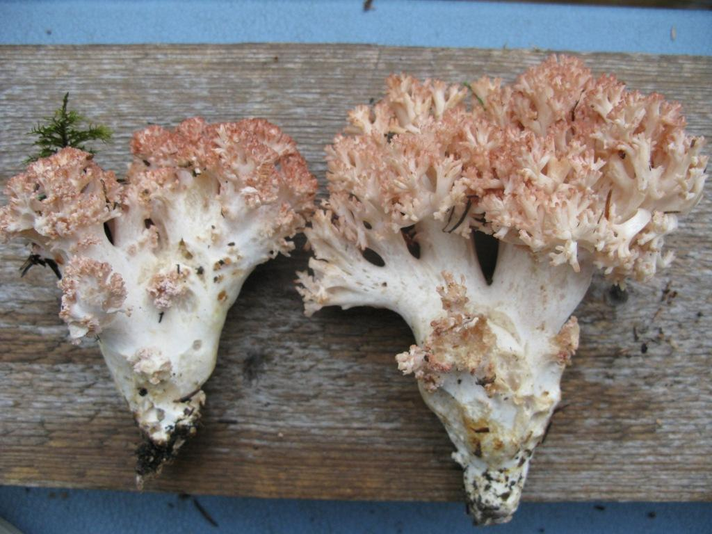 : Ramaria botrytis coll.