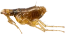 : Siphonaptera.