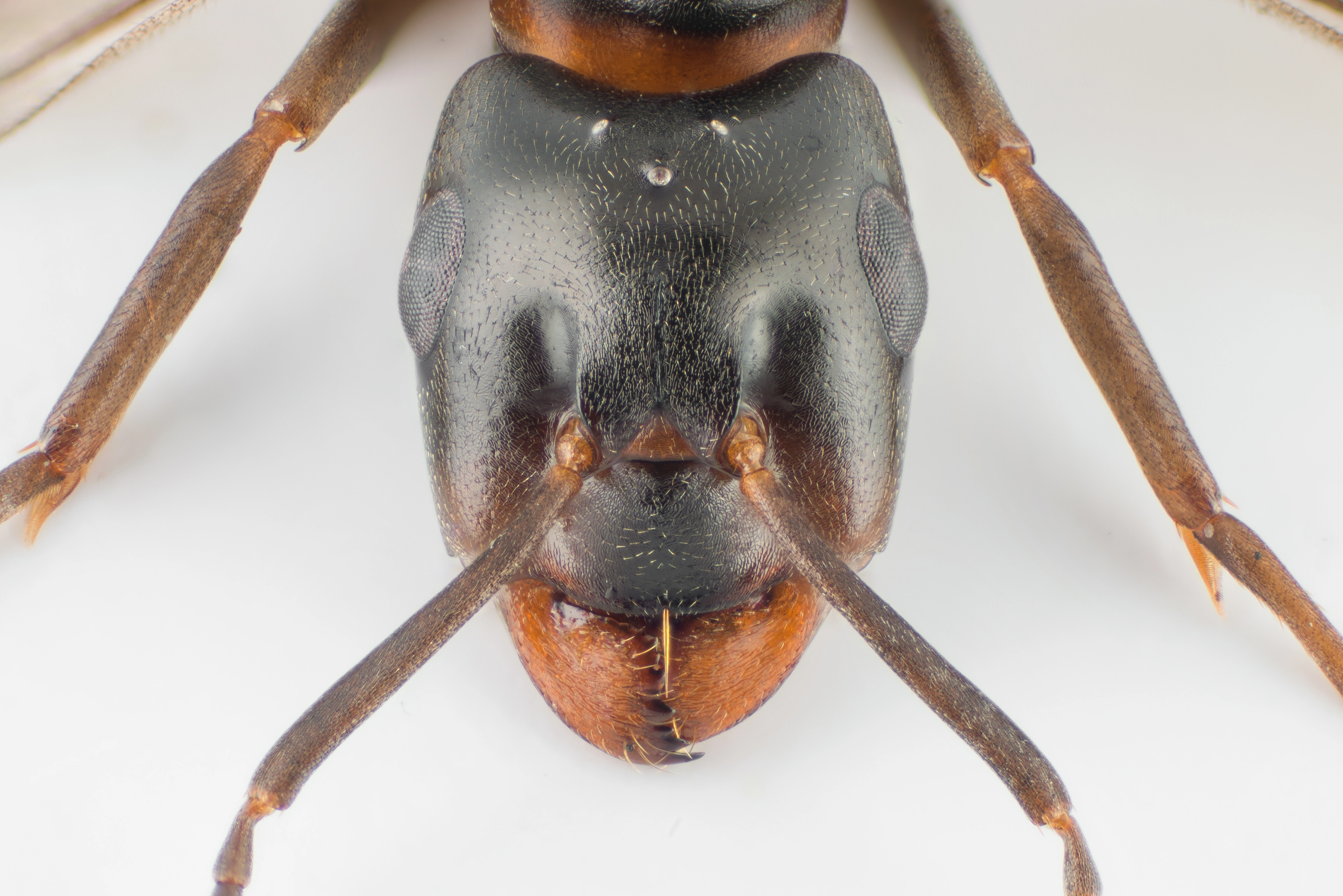 : Formica (Coptoformica) pressilabris.