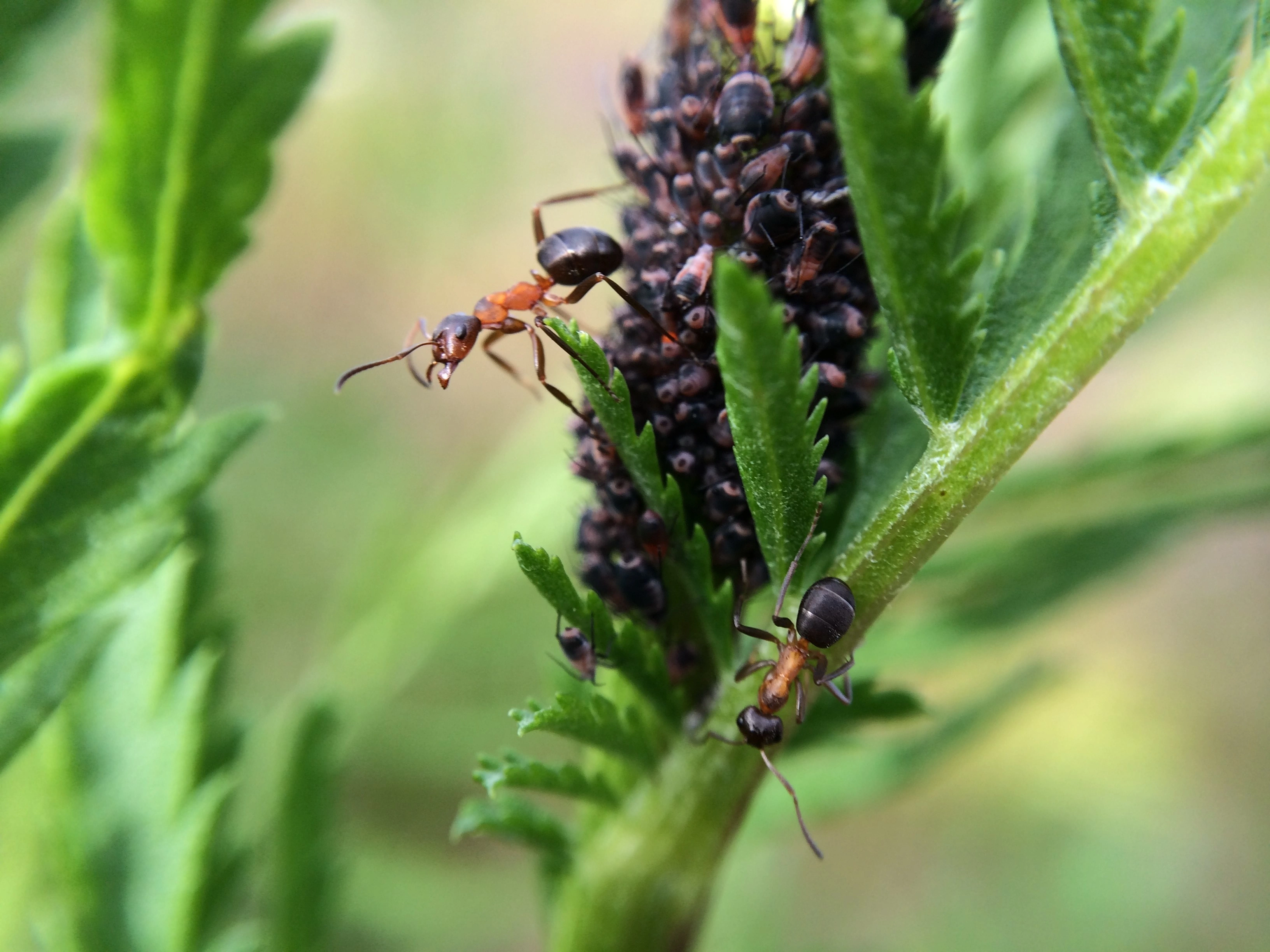 : Formica pressilabris.