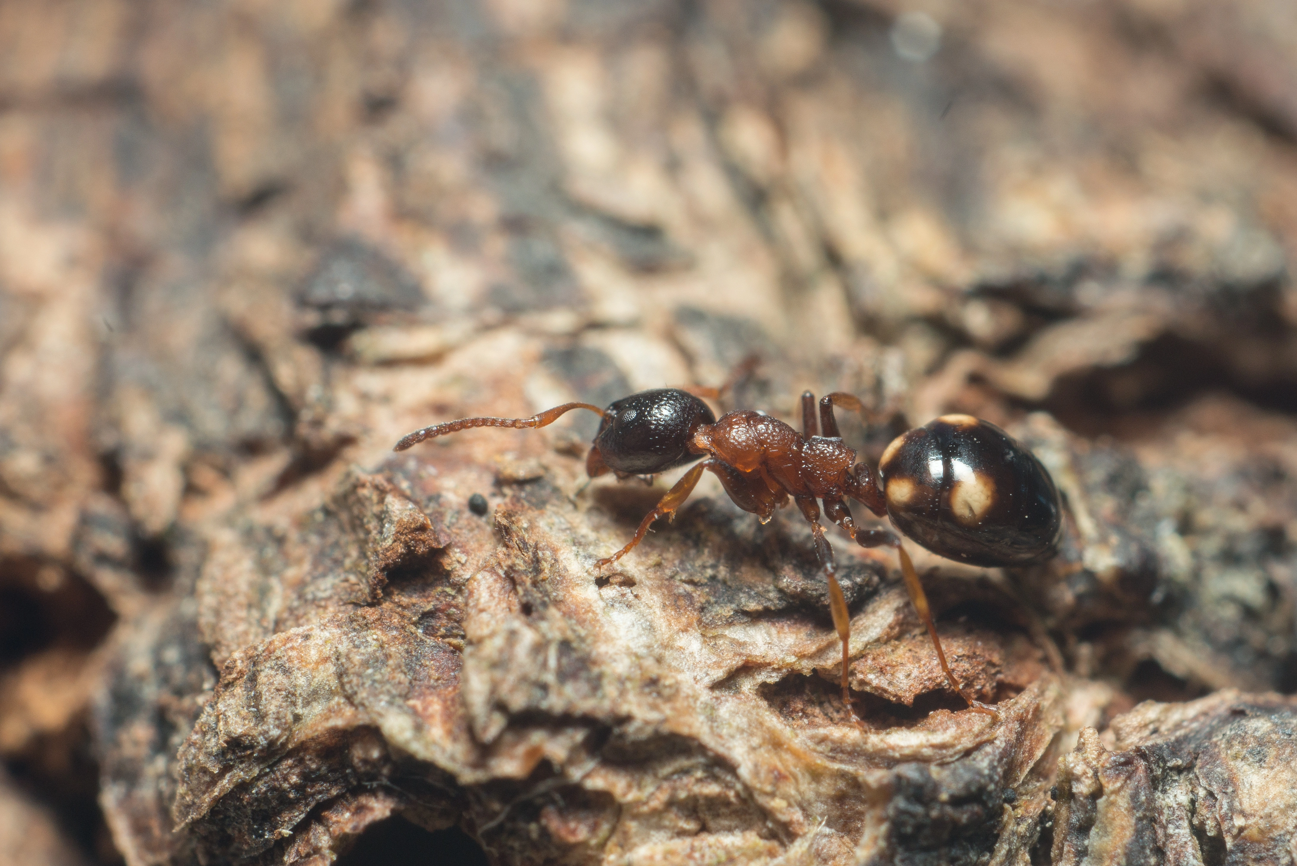 : Dolichoderus quadripunctatus.