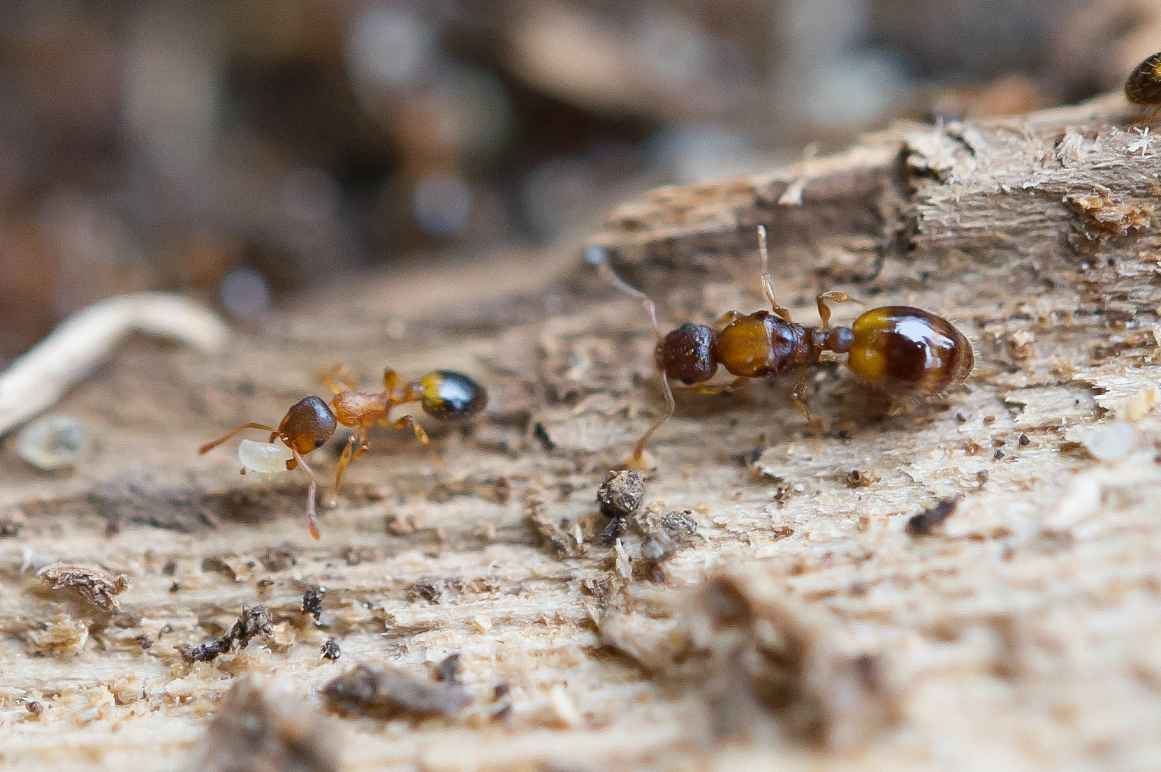 : Temnothorax nylanderi.