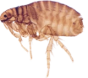 : Ctenocephalides canis.