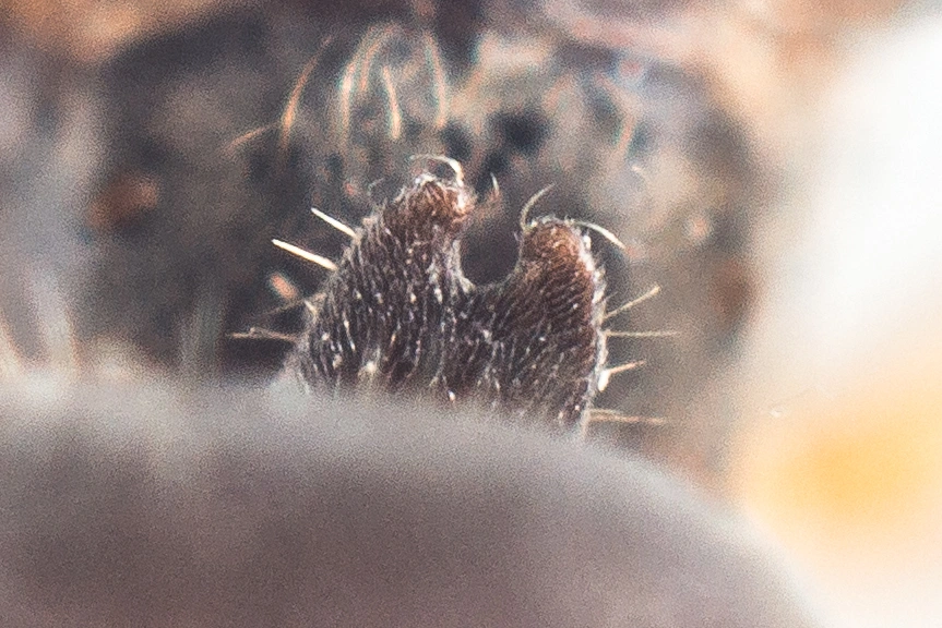 : Lasius (Chthonolasius) bicornis.