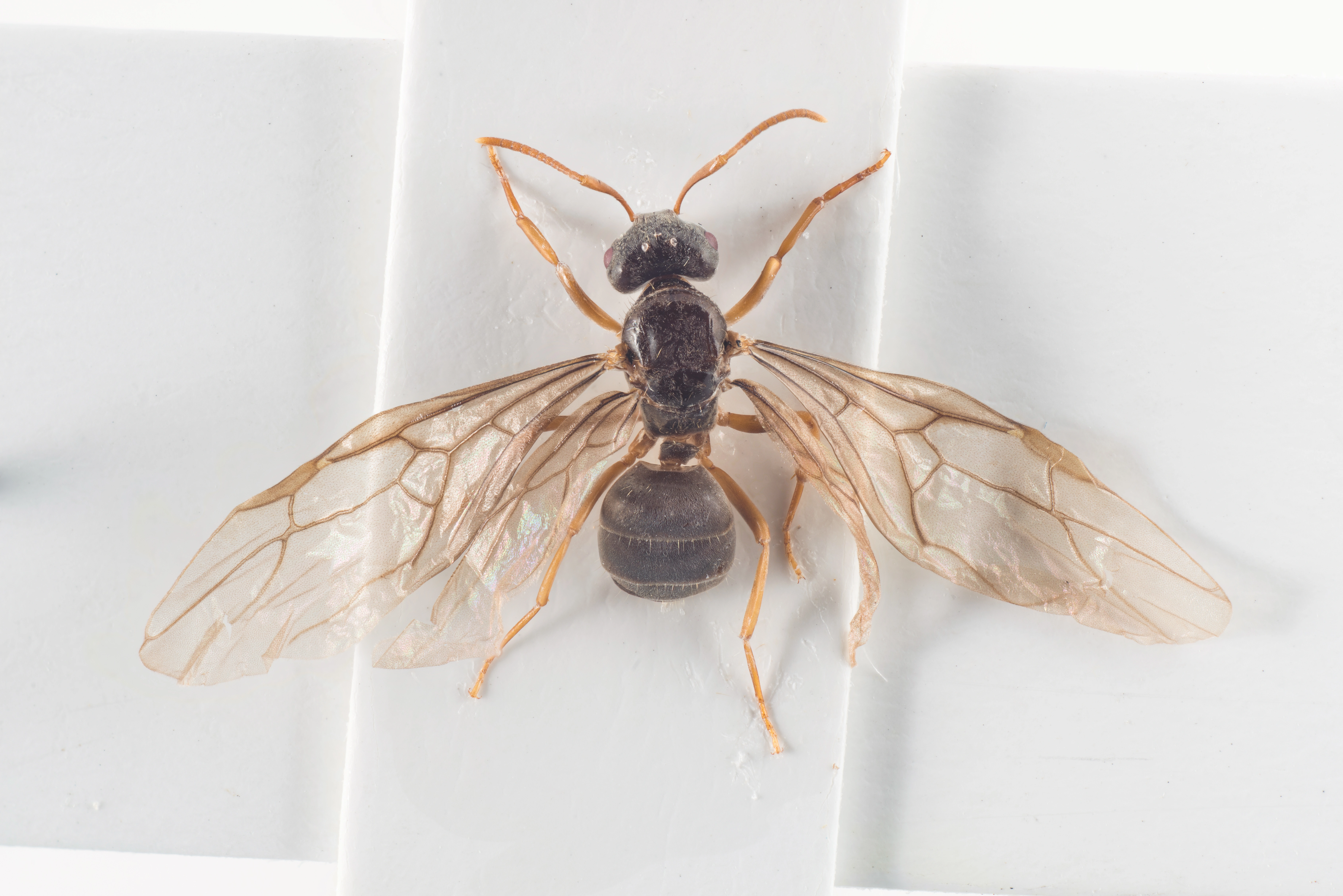 : Lasius bicornis.