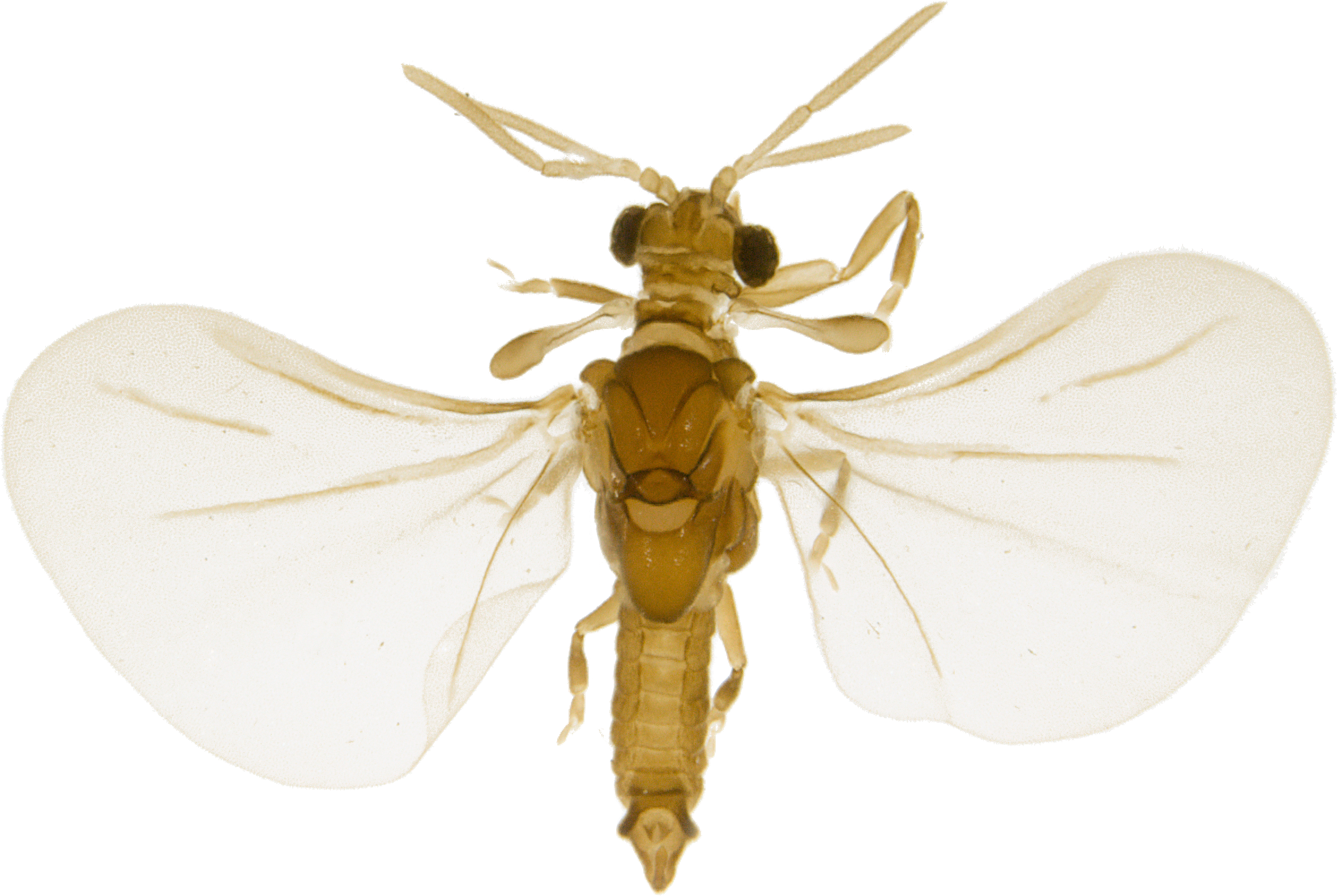 : Strepsiptera.